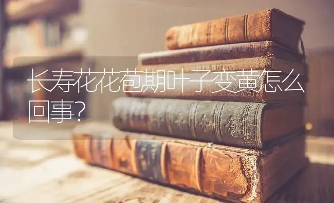 长寿花花苞期叶子变黄怎么回事？ | 多肉养殖