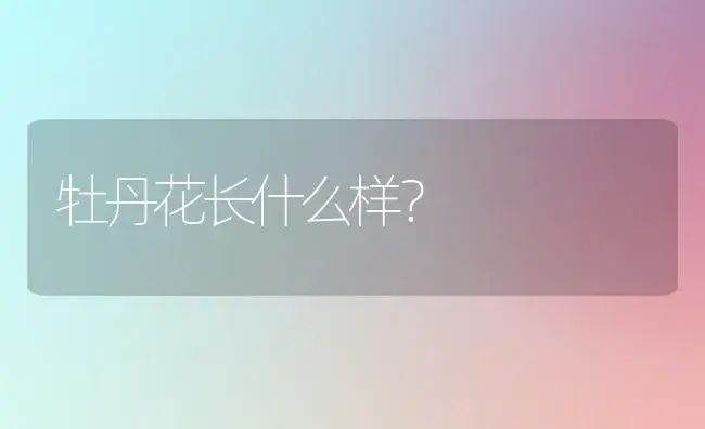 牡丹花长什么样？ | 家庭养花