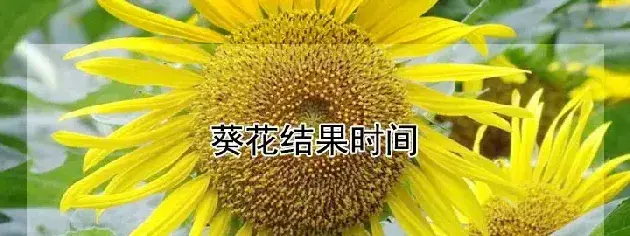 葵花结果时间