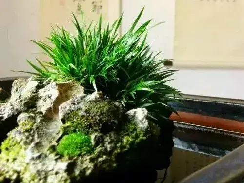 盆景知识 | 菖蒲盆景的润目护眼作用