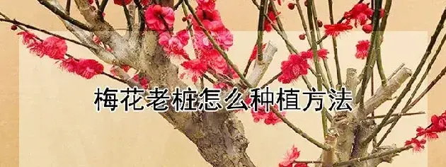 梅花老桩怎么种植方法