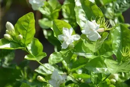 茉莉的花语和故事