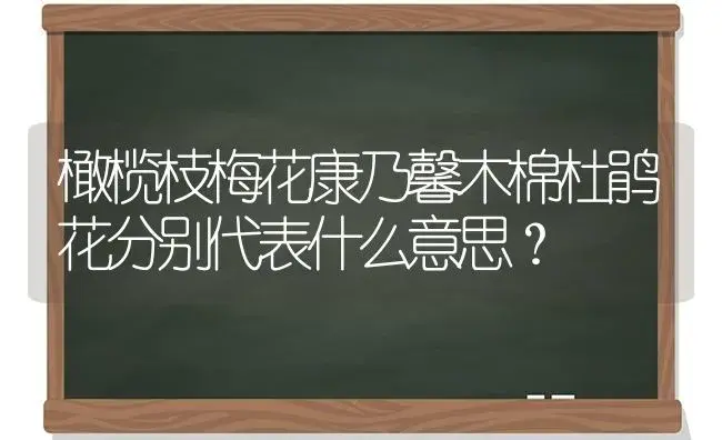 橄榄枝梅花康乃馨木棉杜鹃花分别代表什么意思？ | 绿植常识