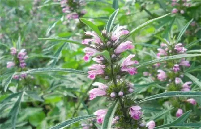 益母草该怎么栽培