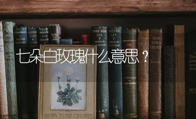 七朵白玫瑰什么意思？ | 绿植常识