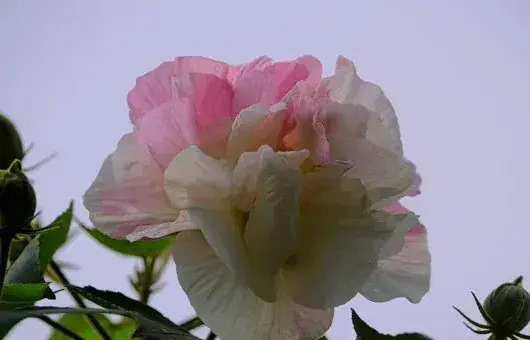 芙蓉花会结果吗