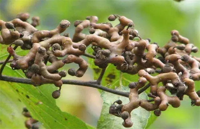 拐枣的高产种植技术