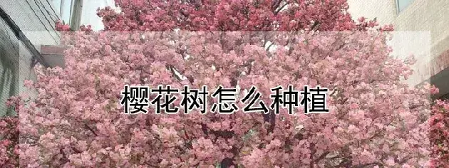 樱花树怎么种植