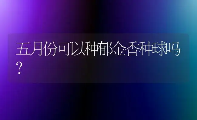 五月份可以种郁金香种球吗？ | 绿植常识