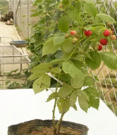 花卉果蔬盆景 | 盆栽树莓种植方法，树莓栽培技术