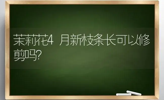 茉莉花4月新枝条长可以修剪吗？ | 绿植常识