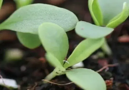 盆栽种植方法-育苗 | 五彩石竹种子怎么种