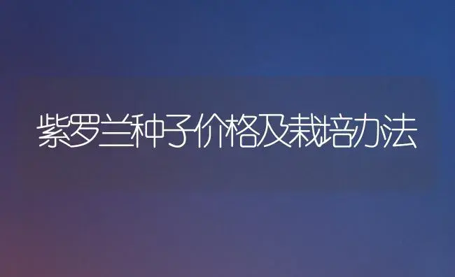 紫罗兰种子价格及栽培办法 | 家庭养花