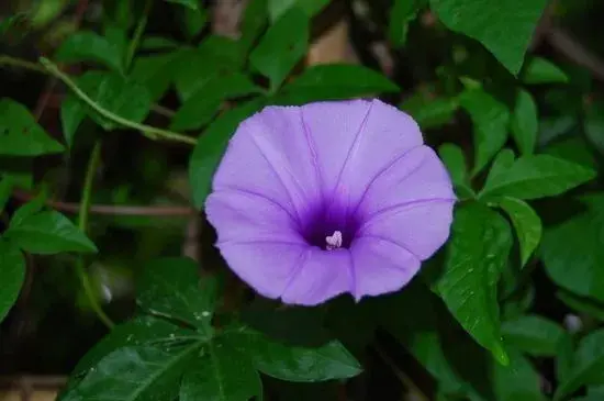 紫牵牛花的花语有哪些？