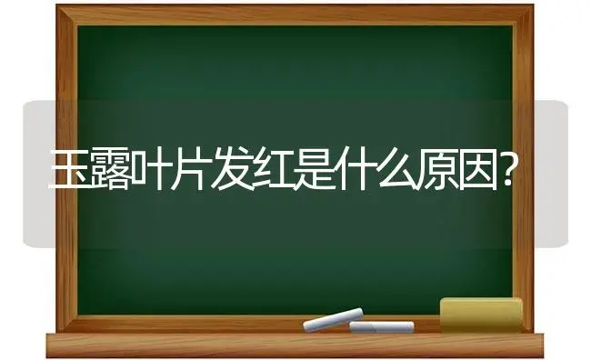 玉露叶片发红是什么原因？ | 多肉养殖