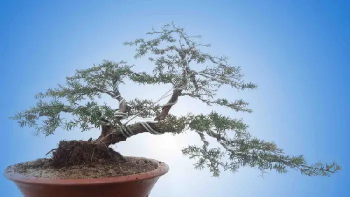 怎样种植盆栽红豆杉