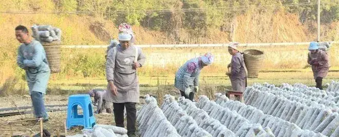 四川省通江县：专家下乡来指导 银耳接种不误时