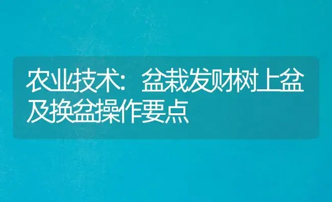 农业技术:盆栽发财树上盆及换盆操作要点 | 家庭养花