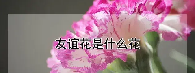 友谊花是什么花