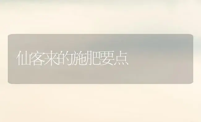 仙客来的施肥要点 | 家庭养花