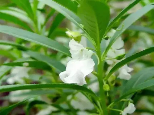 盆栽种子 | 凤仙花是怎样传播种子的