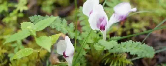 小米花的花语是什么