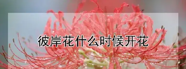 彼岸花什么时候开花