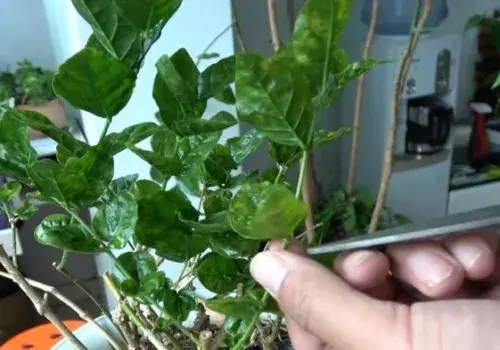 盆景养护管理 | 休眠期的茉莉花怎么养护管理