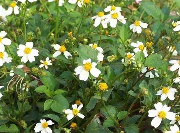 羽叶鬼针草和白花鬼针草图片资料 鬼针草花语是什么