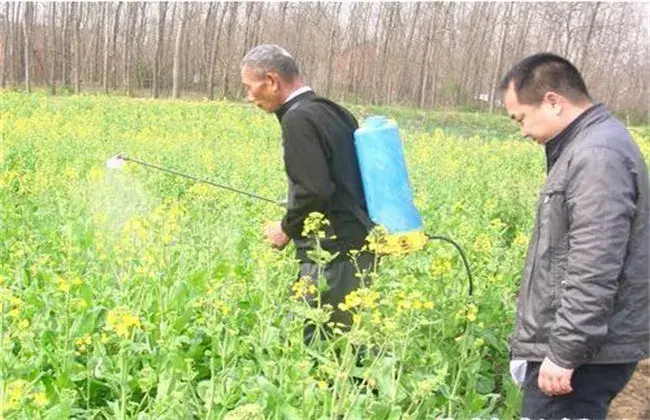 油菜缺硼症状及防治和治疗措施