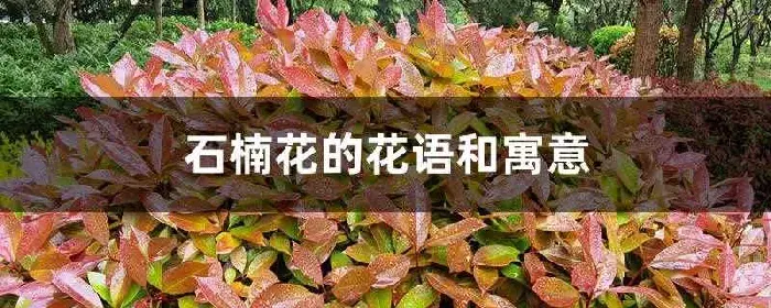 石楠花的花语和寓意