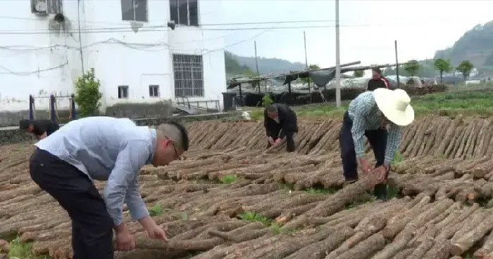 四川筠连县：高坪先锋村打造川南食用菌之乡