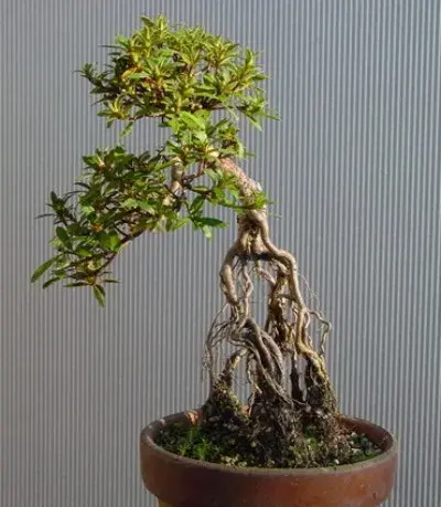 盆景知识 | 盆景露根的方法