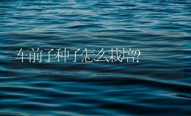 车前子种子怎么栽培？ | 药材种植