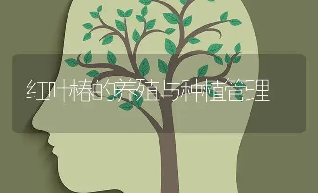 红叶椿的养殖与种植管理 | 特种种植