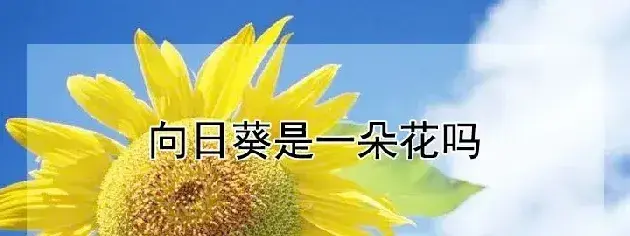 向日葵是一朵花吗