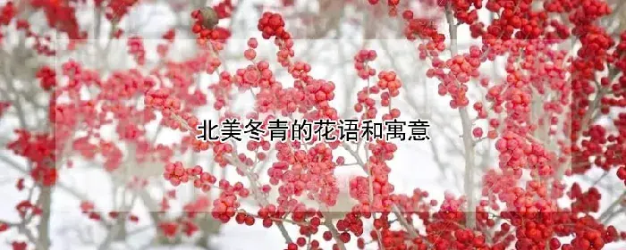 北美冬青的花语和寓意