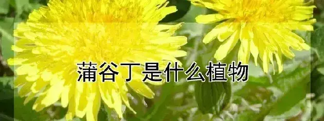 蒲谷丁是什么植物