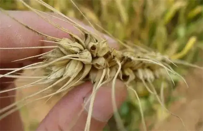 小麦吸浆虫防治和治疗技术