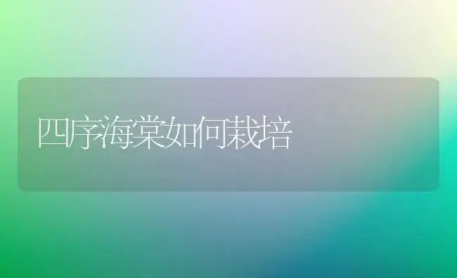 四序海棠如何栽培 | 家庭养花