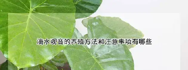 滴水观音的养殖方法和注意事项有哪些