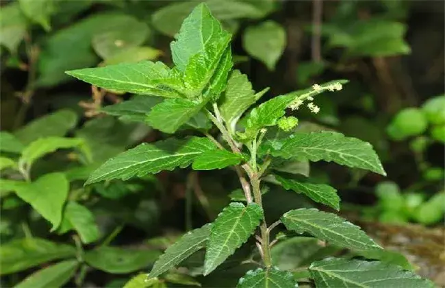 透骨草怎么种