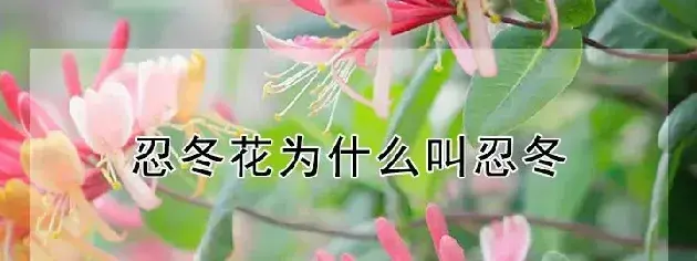 忍冬花为什么叫忍冬