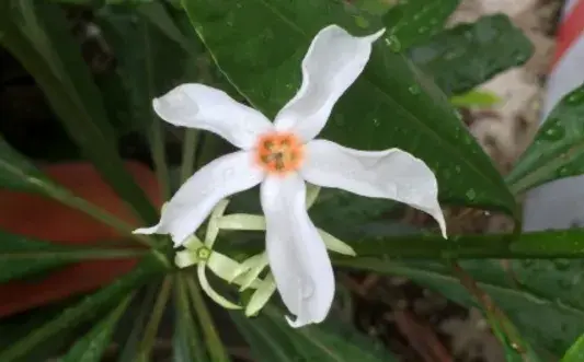 鸡蛋花亚科海芒果和芒果的差别有哪些？花语是什么？有毒吗？