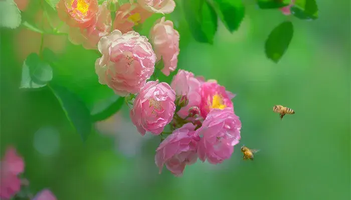 蔷薇的花语和寓意是什么 蔷薇花的花语和寓意