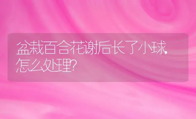 盆栽百合花谢后长了小球,怎么处理？ | 绿植常识