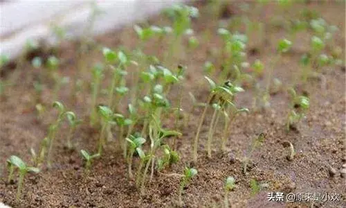 康乃馨种子怎么种植？