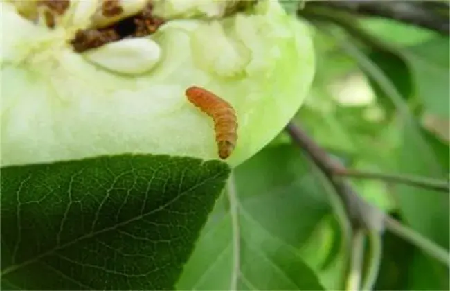 苹果常见病虫害防治和治疗办法