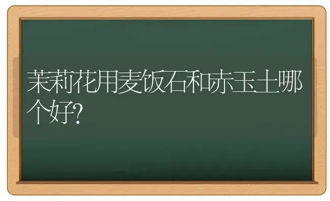 茉莉花用麦饭石和赤玉土哪个好？ | 绿植常识