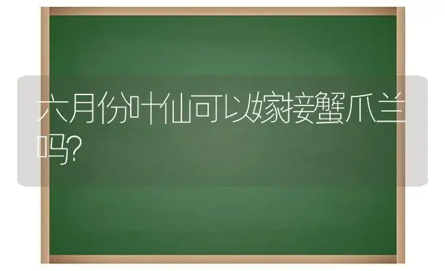 六月份叶仙可以嫁接蟹爪兰吗？ | 多肉养殖